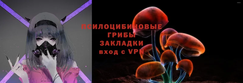 как найти   Кадников  shop наркотические препараты  Псилоцибиновые грибы Psilocybe 